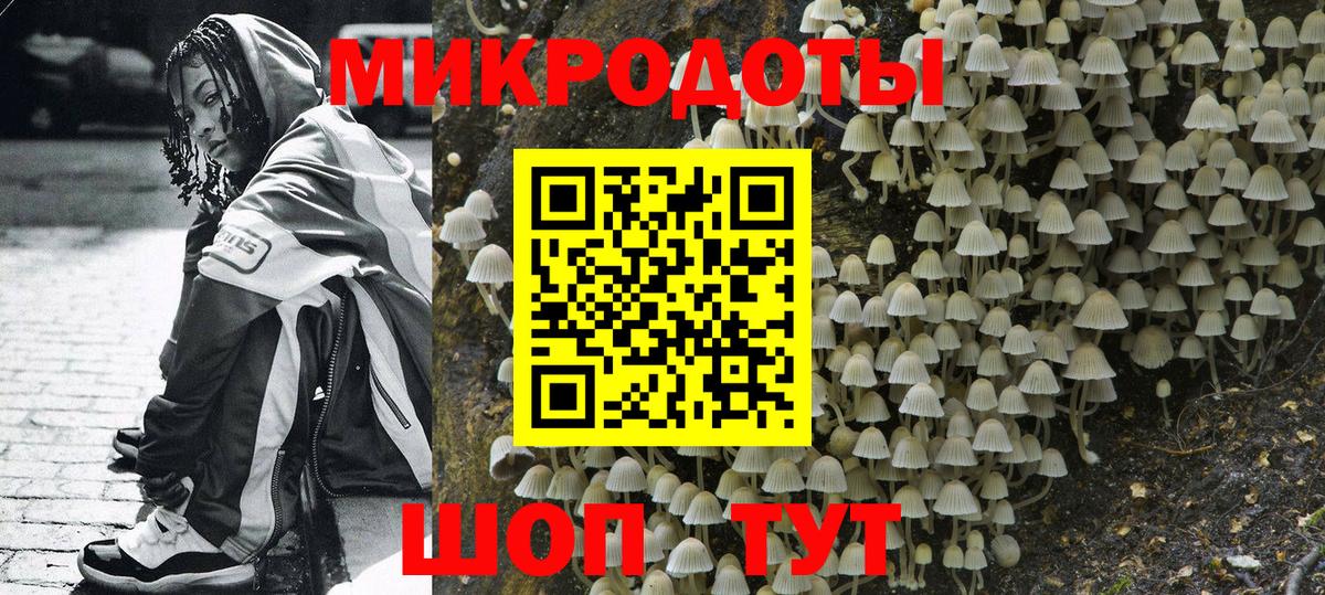 Галлюциногенные грибы Psilocybine cubensis Махачкала